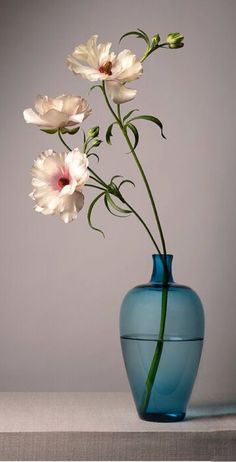 a blue vase filled with white flowers on top of a table next to a gray wall