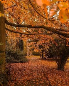 an autumn scene with leaves on the ground and trees in the background