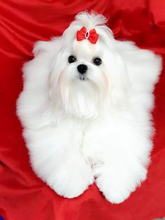 a small white dog with a red bow on it's head sitting on a red blanket