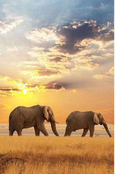 two elephants walking in the grass at sunset