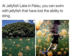 two pictures one with jellyfish and the other with an image of a woman swimming in water