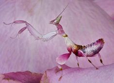 a close up of a flower with a insect on it's back legs and wings