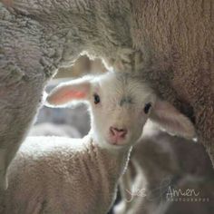 two sheep are standing next to each other