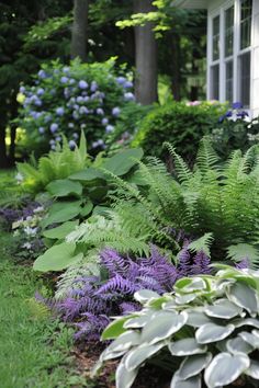 a garden filled with lots of green and purple plants next to a white house in the background