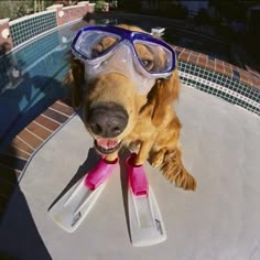 a dog wearing goggles and snorkels near a swimming pool with its tongue out