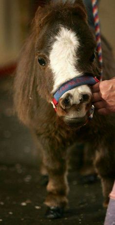 a small brown and white horse being petted by a person with a rope around it's neck