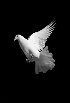 a white bird flying in the air with its wings spread