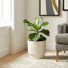 a large potted plant sitting on top of a white rug next to a chair