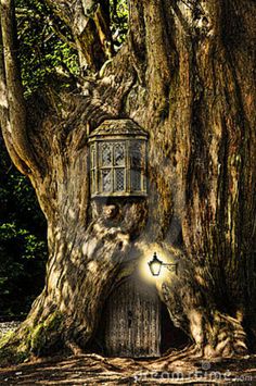 an old tree with a lantern in it