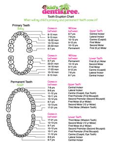 Tooth Eruption Chart, Pediatric Dental Assistant, Kids Teeth Chart, Teeth Eruption Chart, Dental Charting, Teeth Eruption, Registered Dental Assistant, Teething Chart, Dental Assistant School