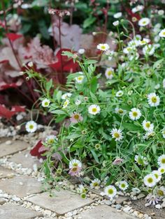 some white and yellow flowers are growing in the dirt next to red plants with green leaves