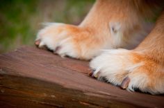 the paw of a dog that is standing on a wooden surface