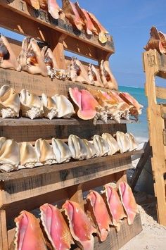 several seashells are lined up on wooden boards at the beach