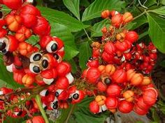 there are many red berries growing on this plant with the words guarana above it