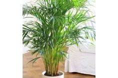 a potted plant sitting on top of a wooden floor