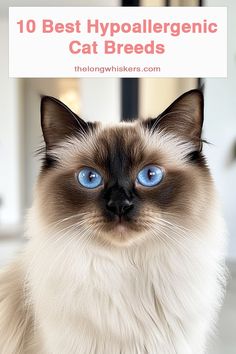 a siamese cat with blue eyes and the caption 10 best hypalegenic cat breeds