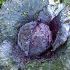 a close up of a purple cabbage plant in the garden with leaves and dirt on it