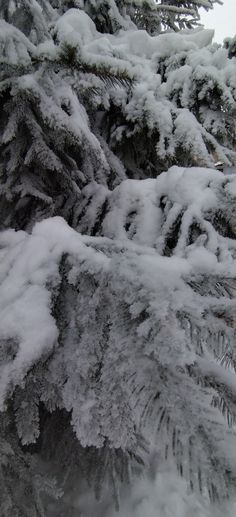 snow covered pine tree branches in the winter