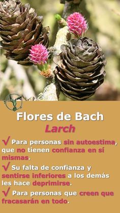 an image of pine cones on a tree branch with spanish words in the bottom right corner