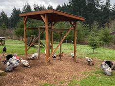 there are many birds that are standing in the dirt near a gazebo and some trees