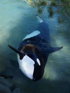 an orca swimming in the water with its head above the water's surface