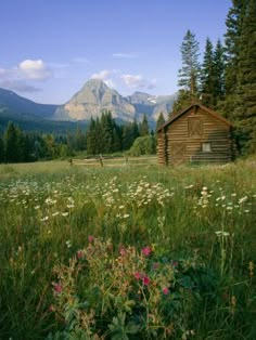 an old log cabin sits in the middle of a meadow with wildflowers and mountains in the background