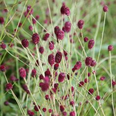 raspberries are growing in the grass with long stems and small berries on them