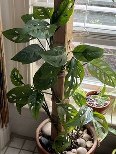 a potted plant sitting on top of a window sill next to rocks and plants