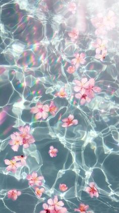 pink flowers floating in water with sunlight shining on them