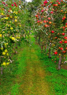 an apple orchard filled with lots of trees and fruit growing on the side of it