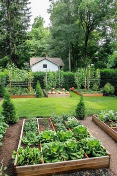 Lush backyard garden with neatly organized raised beds growing a variety of vegetables, framed by tall trees and a small white shed in the background. Gorgeous Vegetable Garden, Veggie Garden Backyard, Backyard Produce Garden, Beautiful Vegetable Garden Inspiration, Vegetable Gardens Ideas Backyard, Garden Allotment Ideas, Vego Garden Layouts, Vegetable Patch Ideas