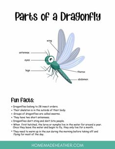 the parts of a dragonfly that are labeled in english and spanish, with text