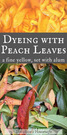 the cover of dying with peach leaves