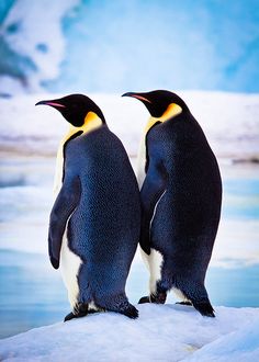 two penguins standing next to each other on top of snow