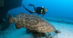 a person scubas near a large fish on the ocean floor