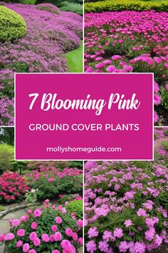 pink flowers growing in the ground with text overlay that reads, 7 blooming pink ground cover plants