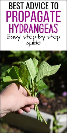 a hand holding up a plant with the words best advice to propagate hydras