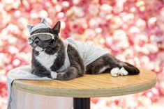 a cat laying on top of a wooden table next to a wall with pink flowers