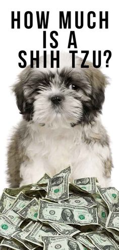 a puppy sitting on top of money with the words how much is a shih tzu?