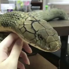 a close up of a person holding a snake