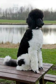 a black and white dog sitting on top of a wooden bench next to a lake