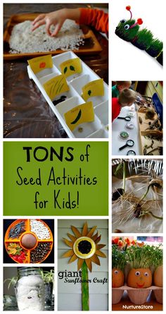 tons of seed activities for kids