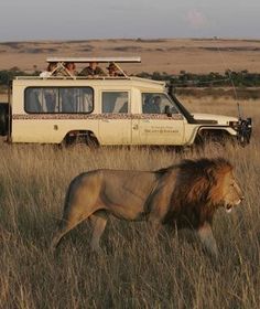 a lion walking through tall grass in front of a vehicle with people on it's roof