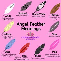 a poster with different types of feathers on it's pink backgrouding