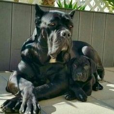 two large black dogs laying next to each other on the ground in front of a fence