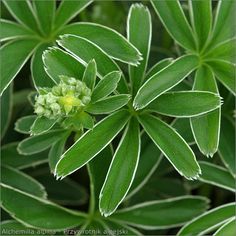 green leaves with white flowers in the middle