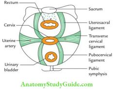 Uterus: Anatomy, Function, Size, Position & Conditions - Anatomy Study Guide Uterus Anatomy, Squamous Cell