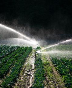 a sprinkler spraying water on crops in the field at night with light from nearby