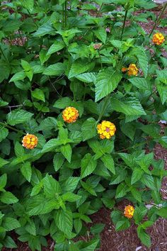 some yellow flowers and green leaves on the ground