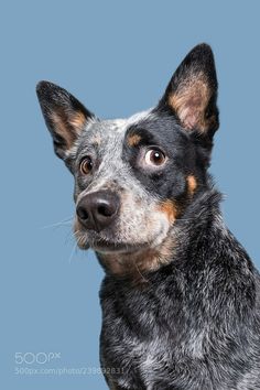 a close up of a dog looking at the camera